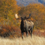 Best moose hunting scope