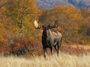 Best moose hunting scope